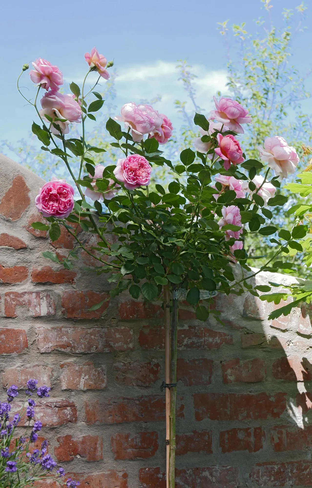 Pat Austin Rose (Rosa David Austin Rose 'Pat Austin') — adding a warm palette to any landscape