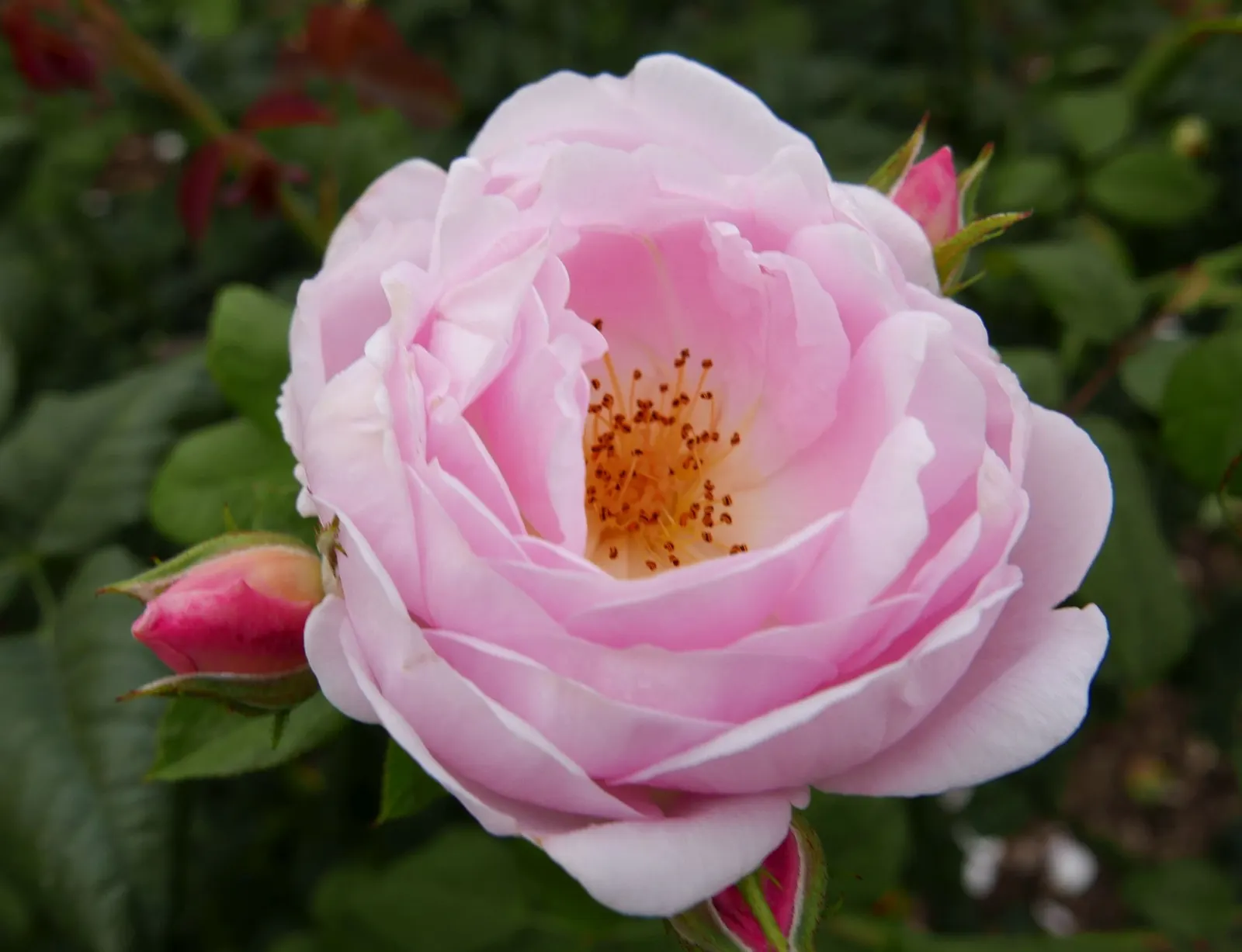 Pat Austin Rose (Rosa David Austin Rose 'Pat Austin') — copper-orange bloom that sets it apart in any landscape design