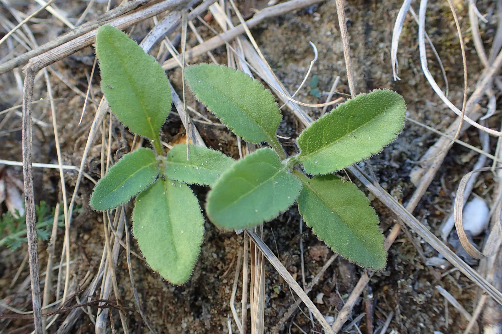Spiked Speedwell (Veronica Spicata) — the Spiked Speedwell is a superb addition to the cultivated landscape; perennial for full