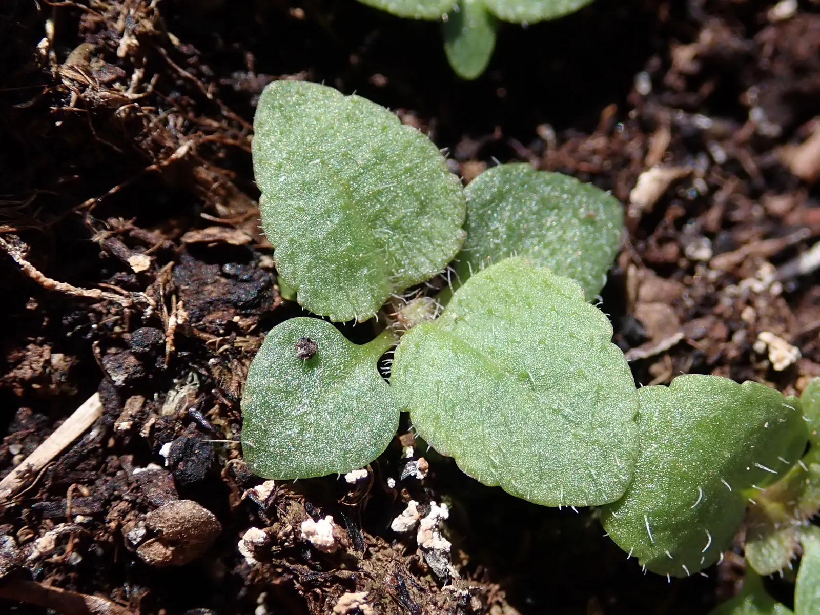 Spiked Speedwell (Veronica Spicata) — blue flowers in the garden; renowned for its long-lasting