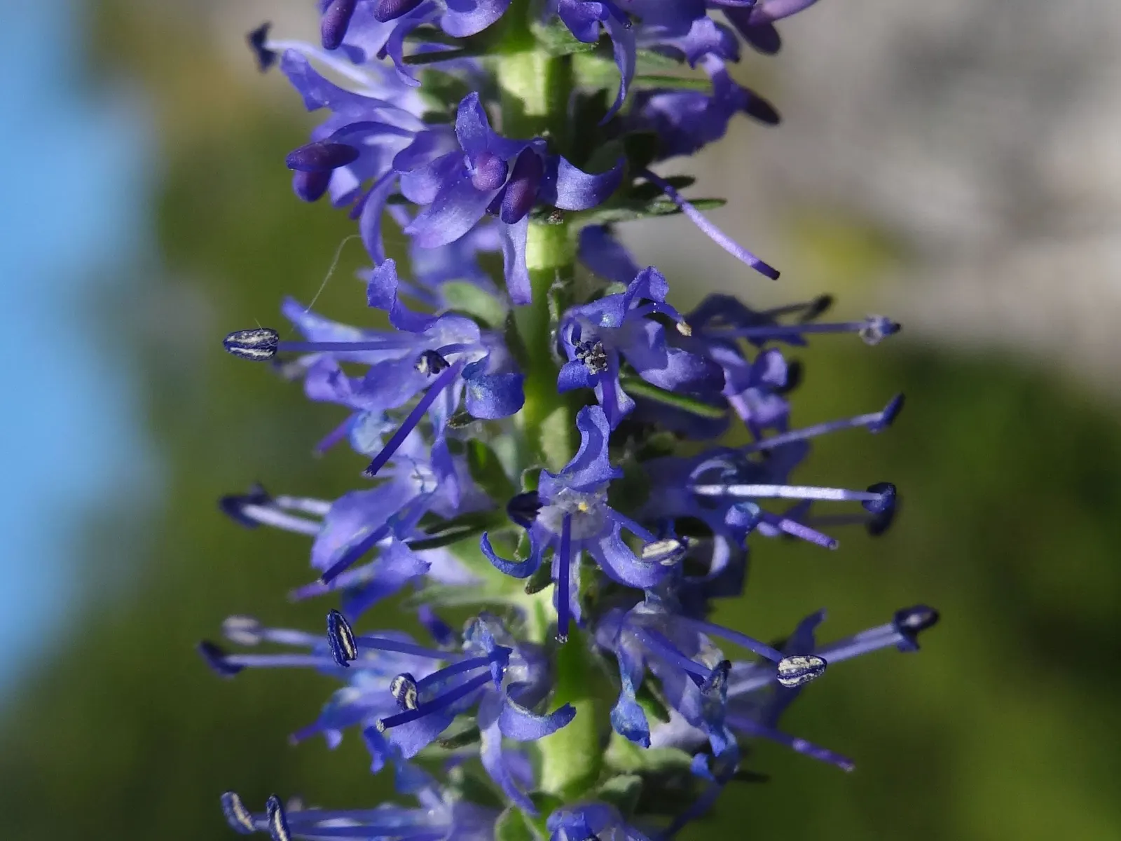 Spiked Speedwell (Veronica Spicata) — perennial for full