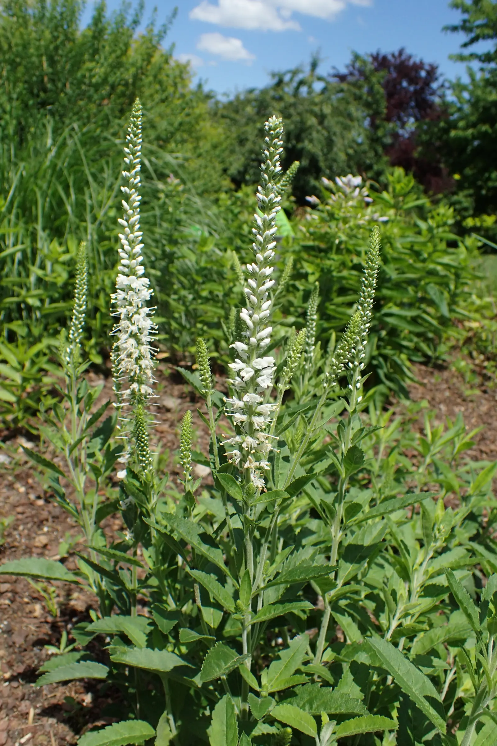 Spiked Speedwell (Veronica Spicata) — lance-shaped leaves range from mid-green to dark green and are neatly arranged in a basal rosette; it's equally striking