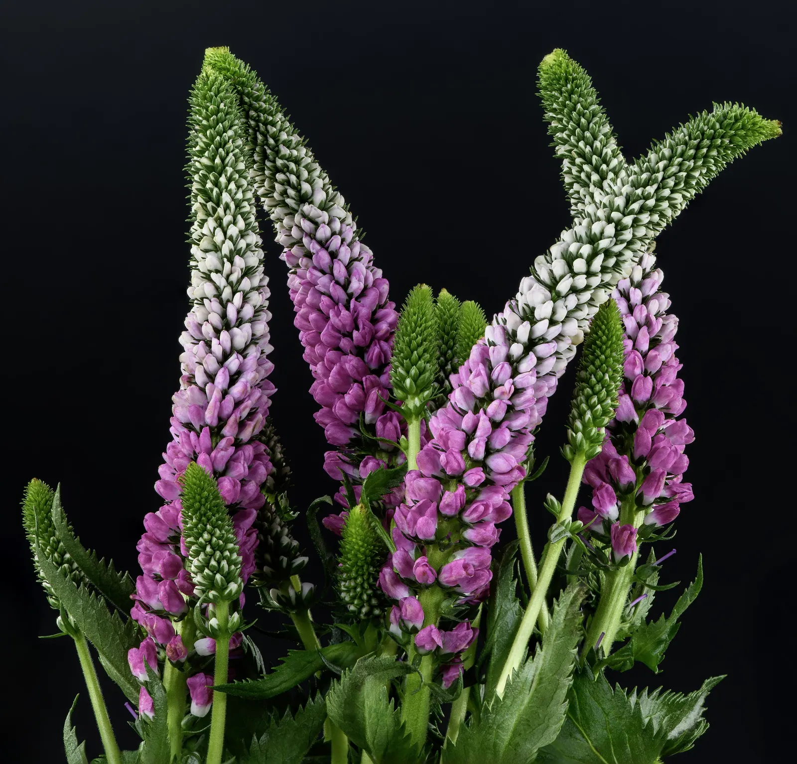 Spiked Speedwell (Veronica Spicata) — Spiked Speedwell (Veronica spicata) is a charming perennial; ideal for borders, this hardy plant prefers full sun to