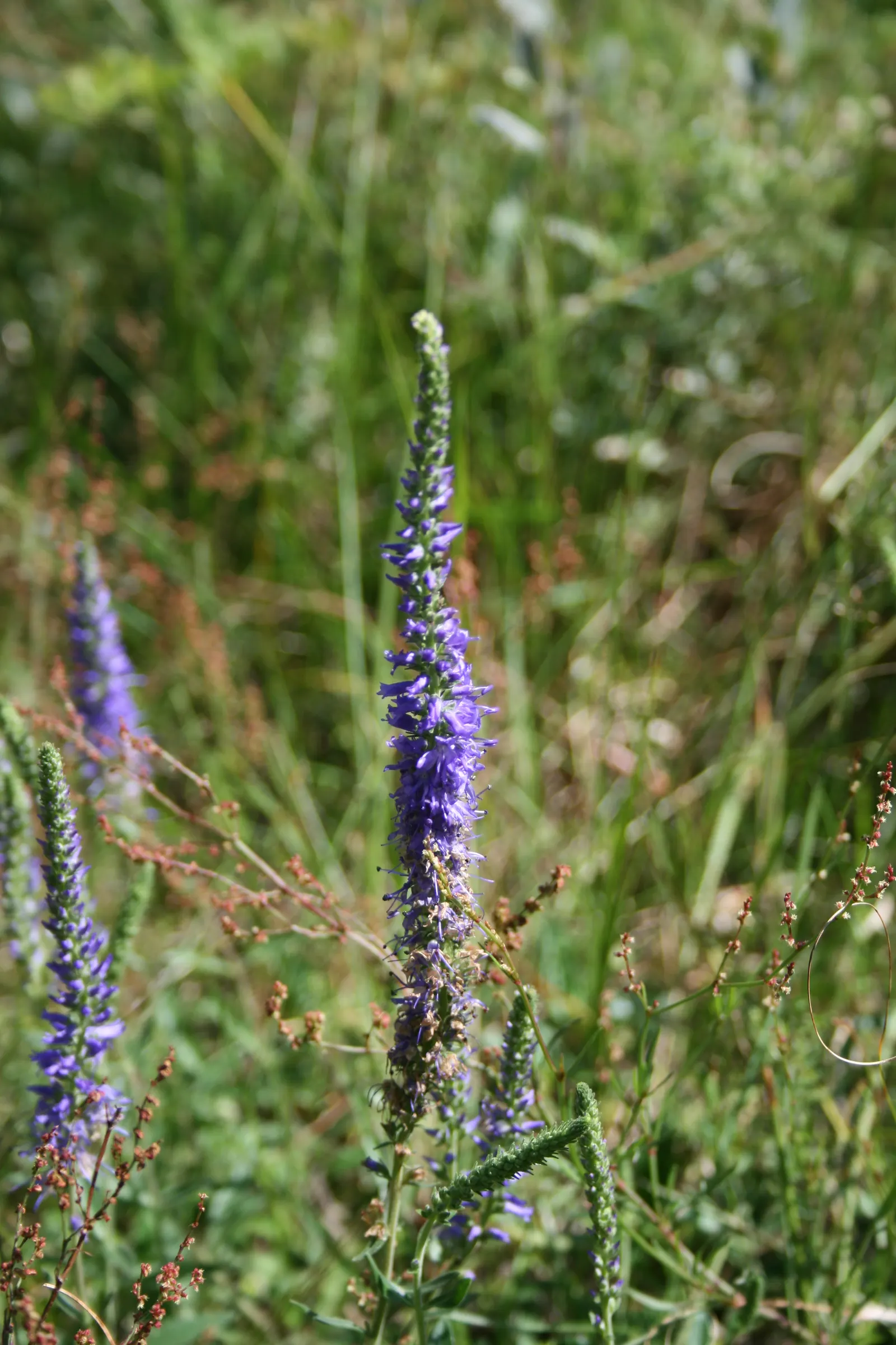 Spiked Speedwell (Veronica Spicata) — Hardy in USDA zones 3 through 8; with its easy-care nature and arresting visual appeal