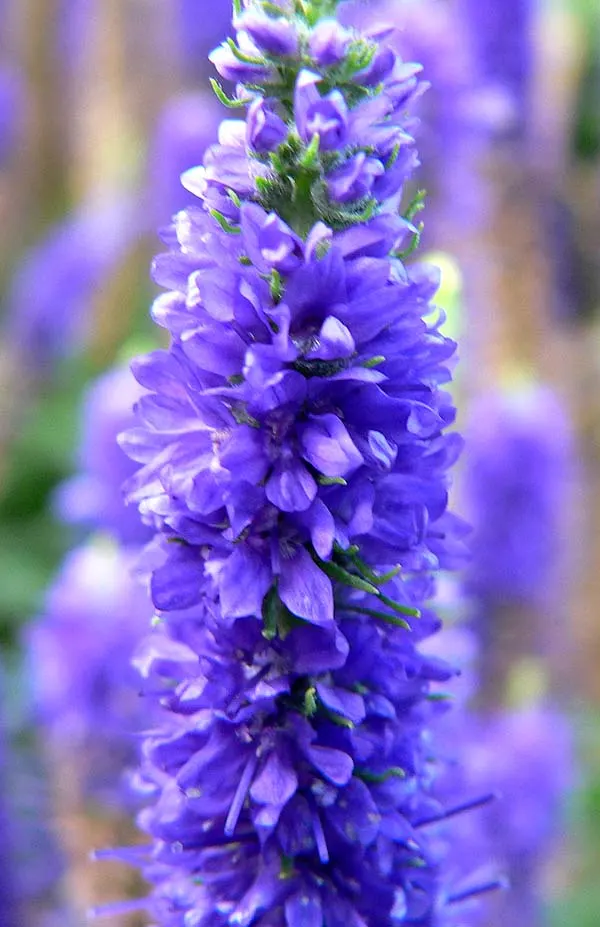 Spiked Speedwell (Veronica Spicata) — Spiked Speedwell (Veronica spicata) is a charming perennial