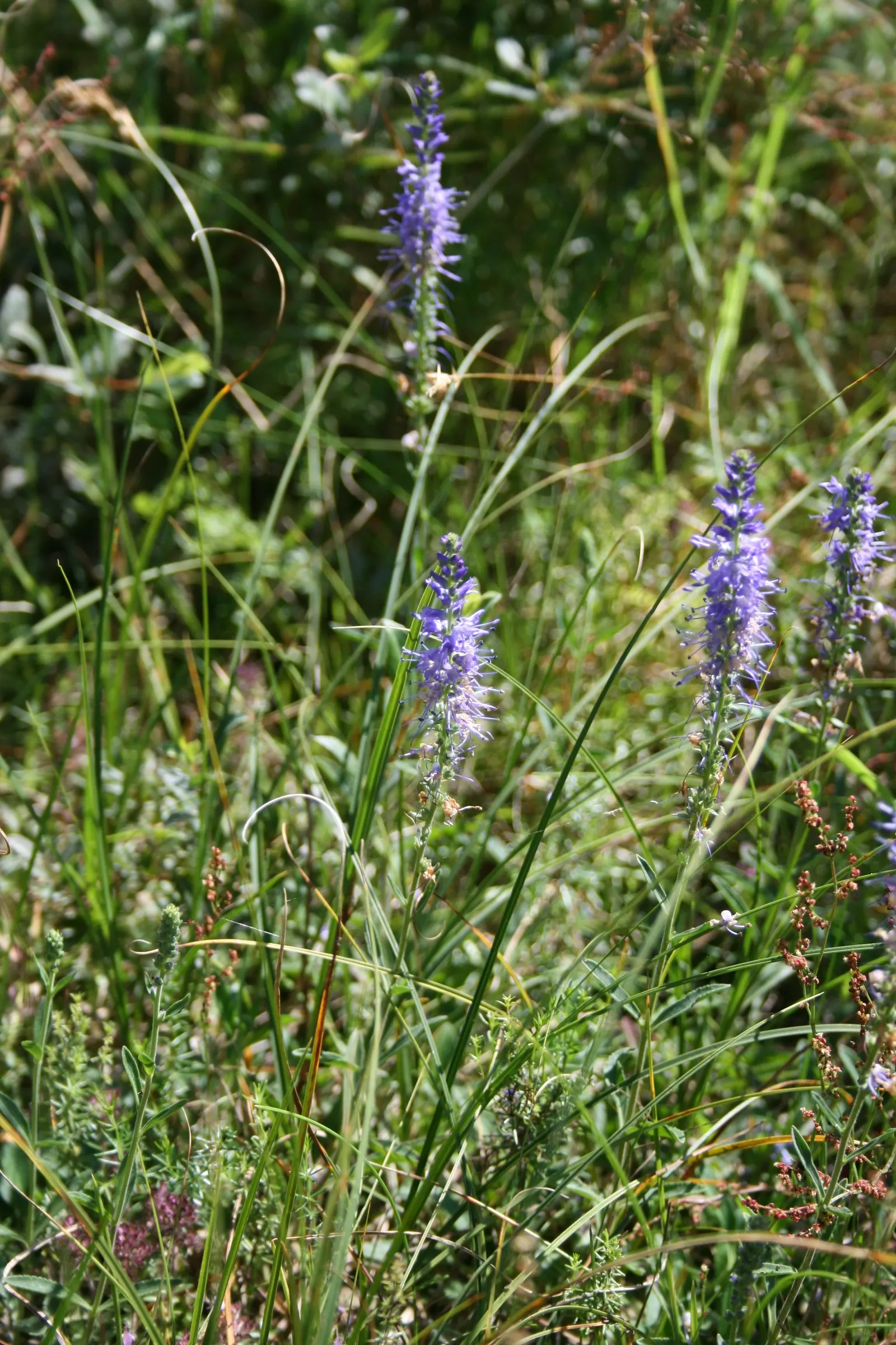 Spiked Speedwell (Veronica Spicata) — elegant spikes of vibrant blue flowers that bloom from early to late summer
