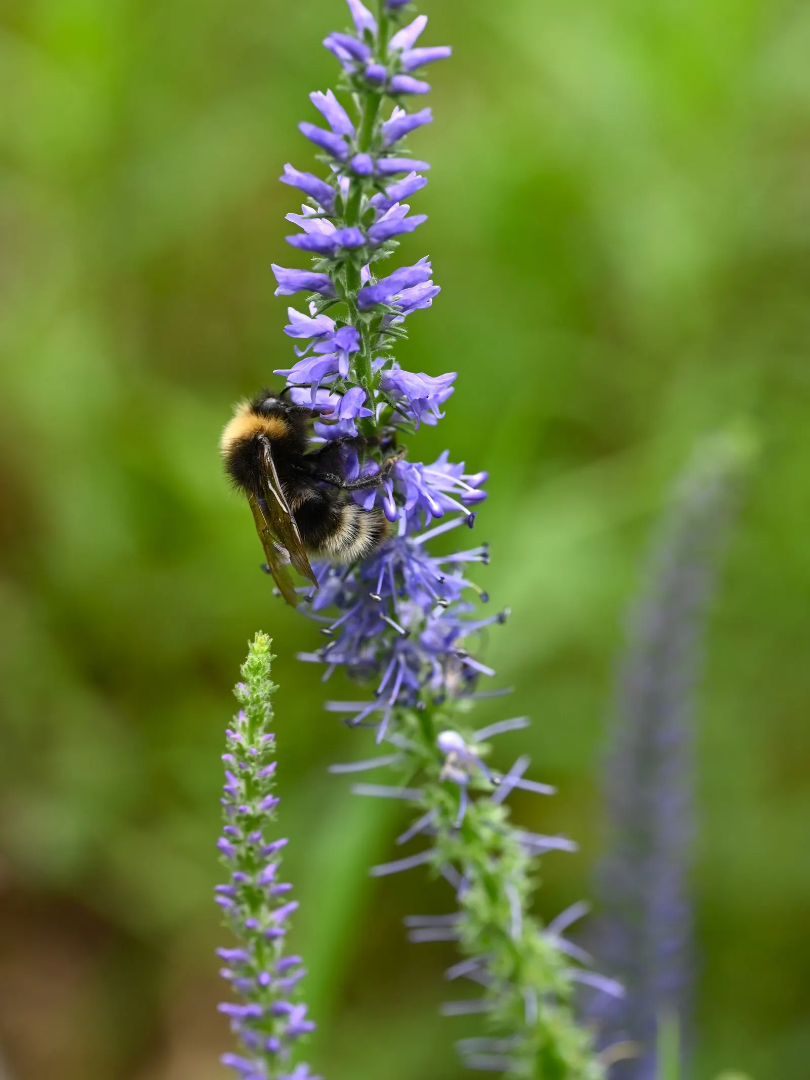 Spiked Speedwell (Veronica Spicata) — Flowering commences in early to mid-summer and persists for several weeks; elegant spikes of vibrant blue flowers that