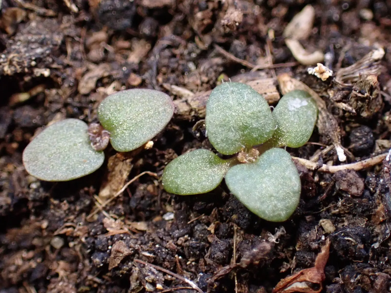 Spiked Speedwell (Veronica Spicata) — Renowned for its long-lasting; blue flowers in the garden, image 55