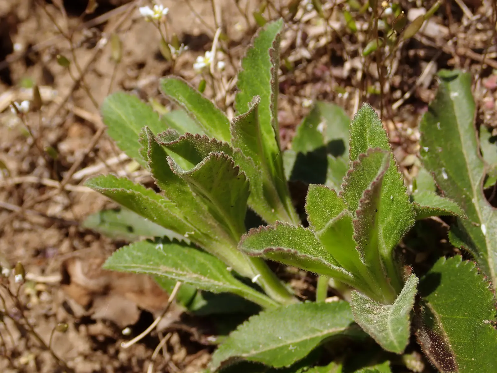Spiked Speedwell (Veronica Spicata) — It reaches heights of 1 to 2 feet and spreads up to 1 foot wide; this resilient perennial is low maintenance