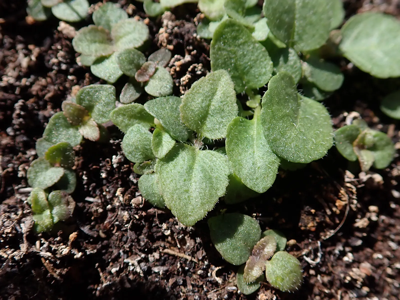 Spiked Speedwell (Veronica Spicata) — textural backdrop that accentuates the jewel-toned blossoms; is a captivating perennial that brings striking vertical
