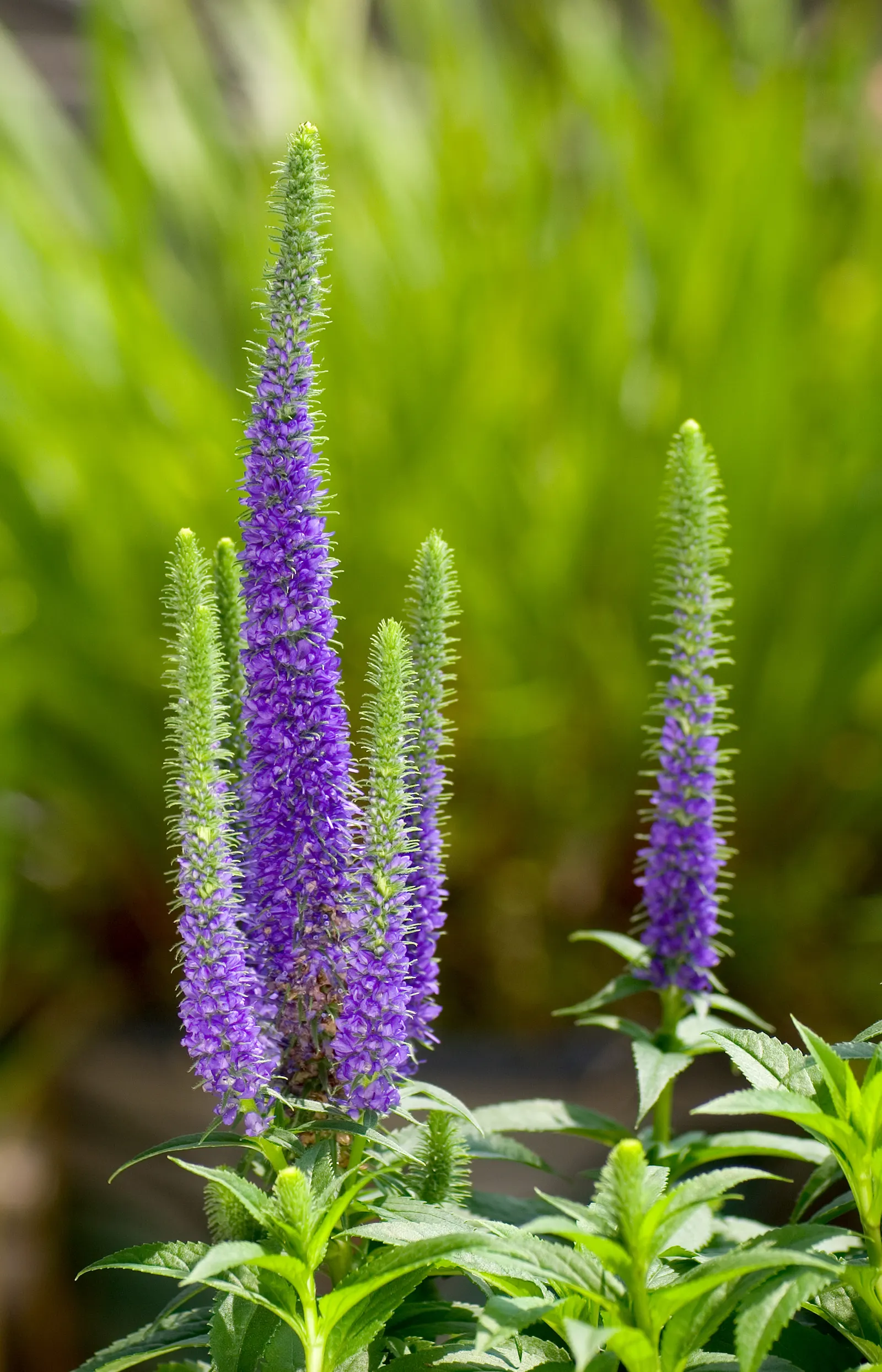 Spiked Speedwell (Veronica Spicata) — It reaches heights of 1 to 2 feet and spreads up to 1 foot wide