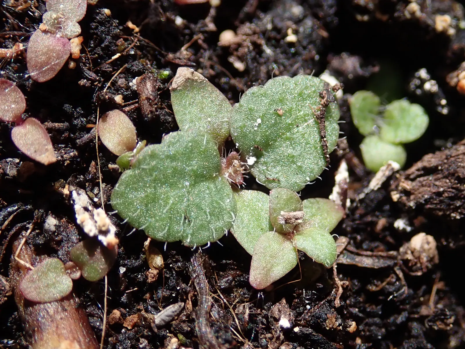Spiked Speedwell (Veronica Spicata) — These leaves may grow up to 3-4 inches long and provide a lush; perennial with blue blooms