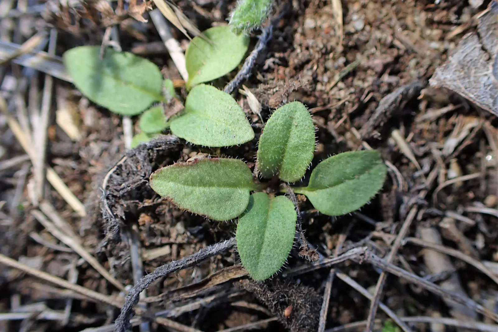Spiked Speedwell (Veronica Spicata) — this resilient perennial is low maintenance