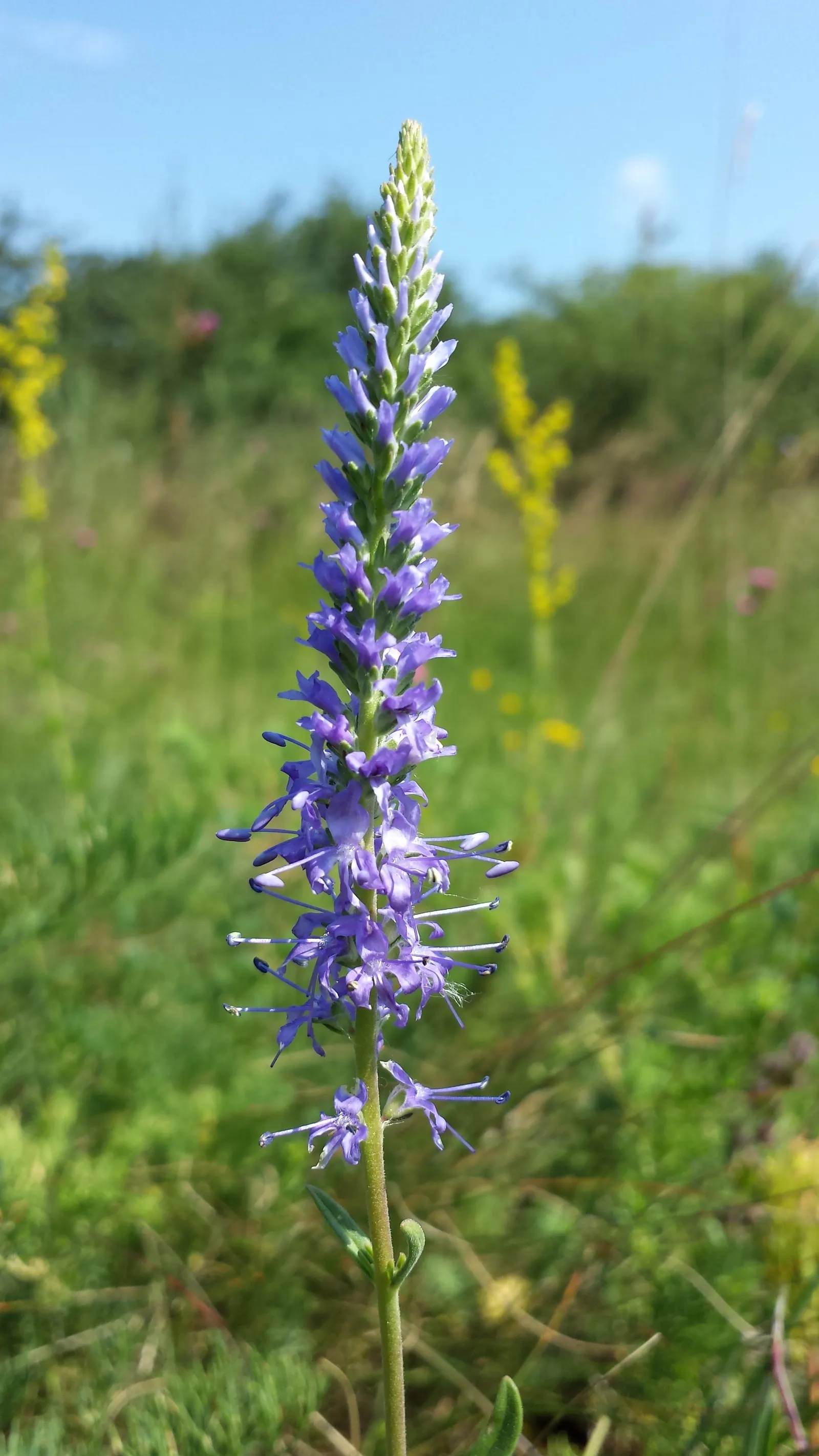 Spiked Speedwell (Veronica Spicata) — Renowned for its long-lasting; blue flowers in the garden