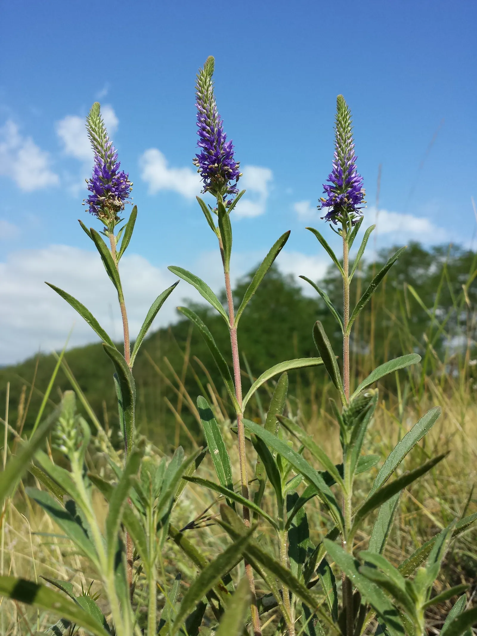 Spiked Speedwell (Veronica Spicata) — Ideal for borders, this hardy plant prefers full sun to partial shade and well-drained soil; spiked Speedwell (Veronica
