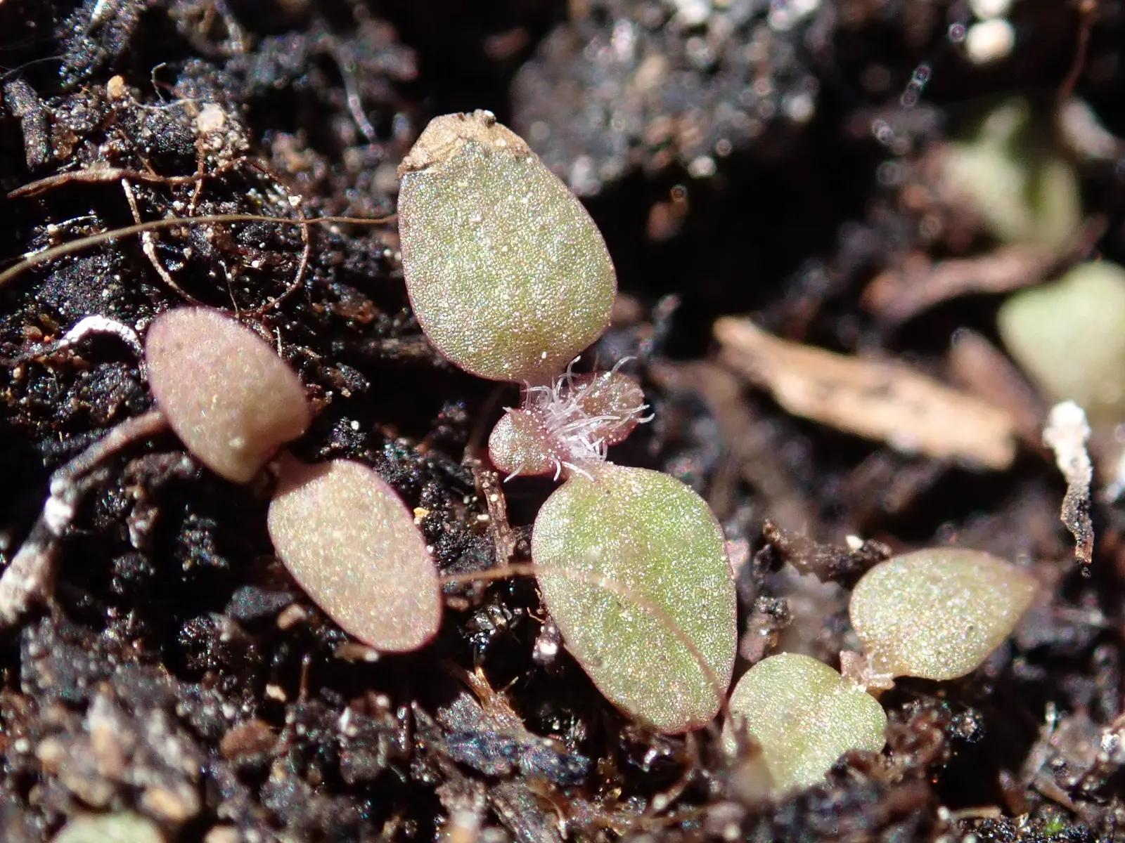 Spiked Speedwell (Veronica Spicata) — Hardy in USDA zones 3 through 8