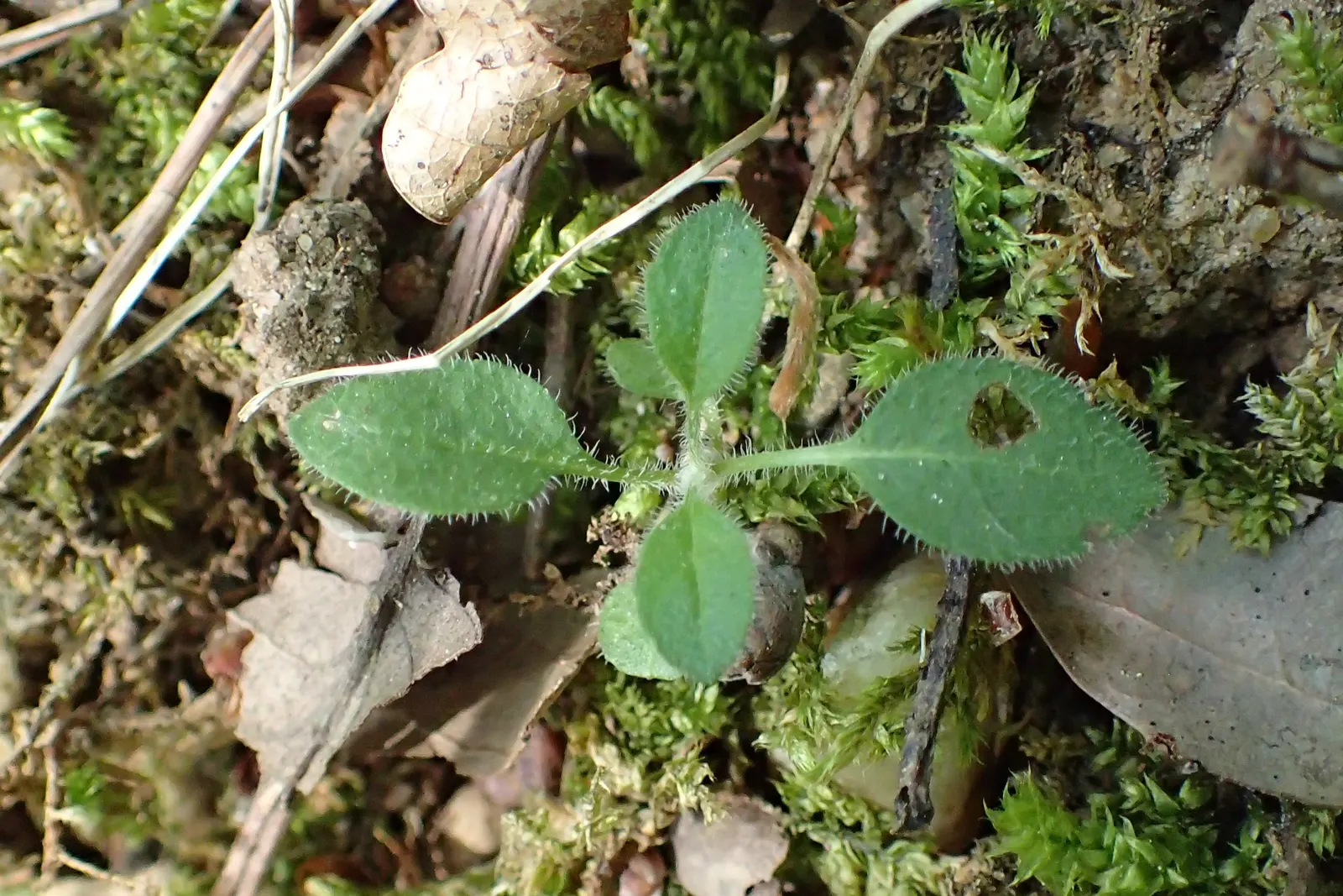 Spiked Speedwell (Veronica Spicata) — slender spikes of densely clustered; its low maintenance and drought tolerance make it a favorite among, image 56