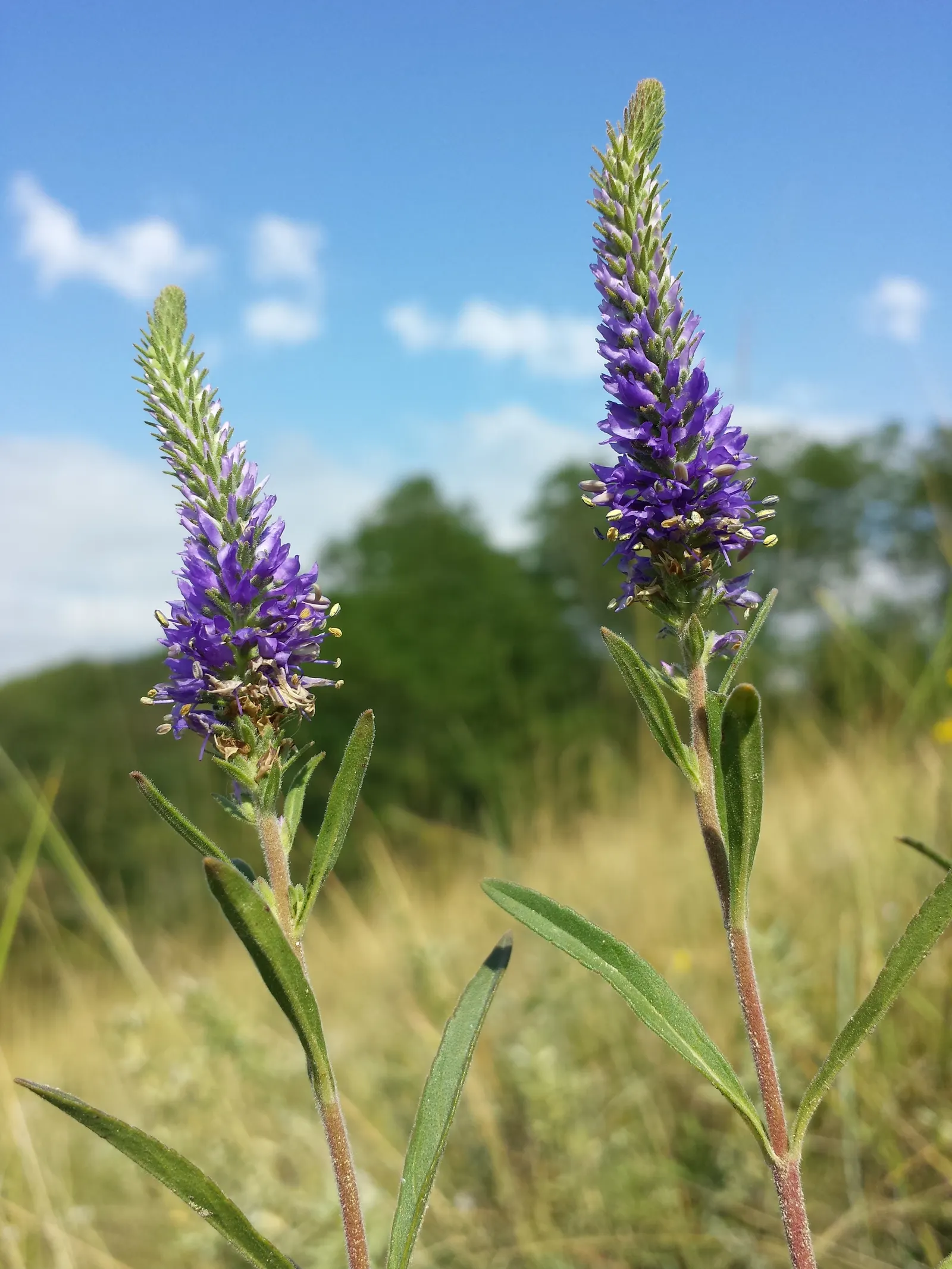 Spiked Speedwell (Veronica Spicata) — slender spikes of densely clustered; its low maintenance and drought tolerance make it a favorite among gardeners and