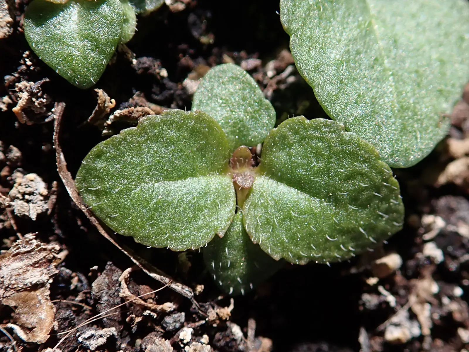 Spiked Speedwell (Veronica Spicata) — Its low maintenance and drought tolerance make it a favorite among gardeners and pollinators alike; slender spikes of