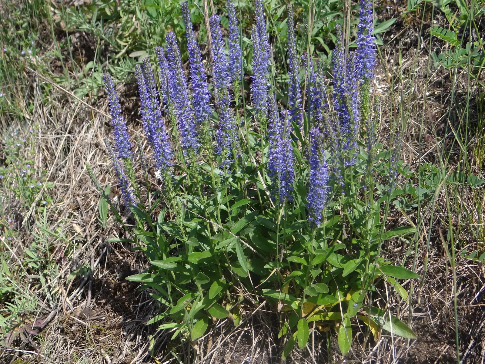 Spiked Speedwell (Veronica Spicata) — blue flowers in the garden