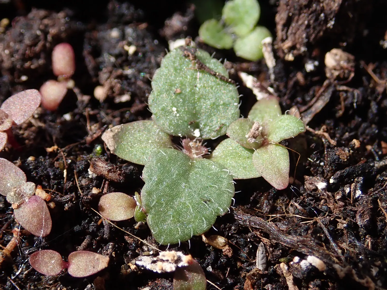 Spiked Speedwell (Veronica Spicata) — These leaves may grow up to 3-4 inches long and provide a lush