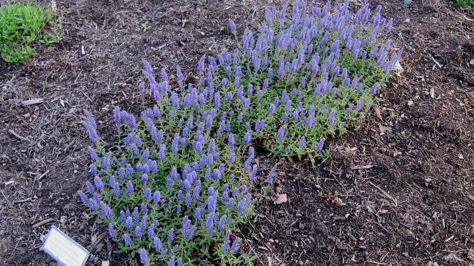 Spiked Speedwell (Veronica Spicata) — Renowned for its long-lasting