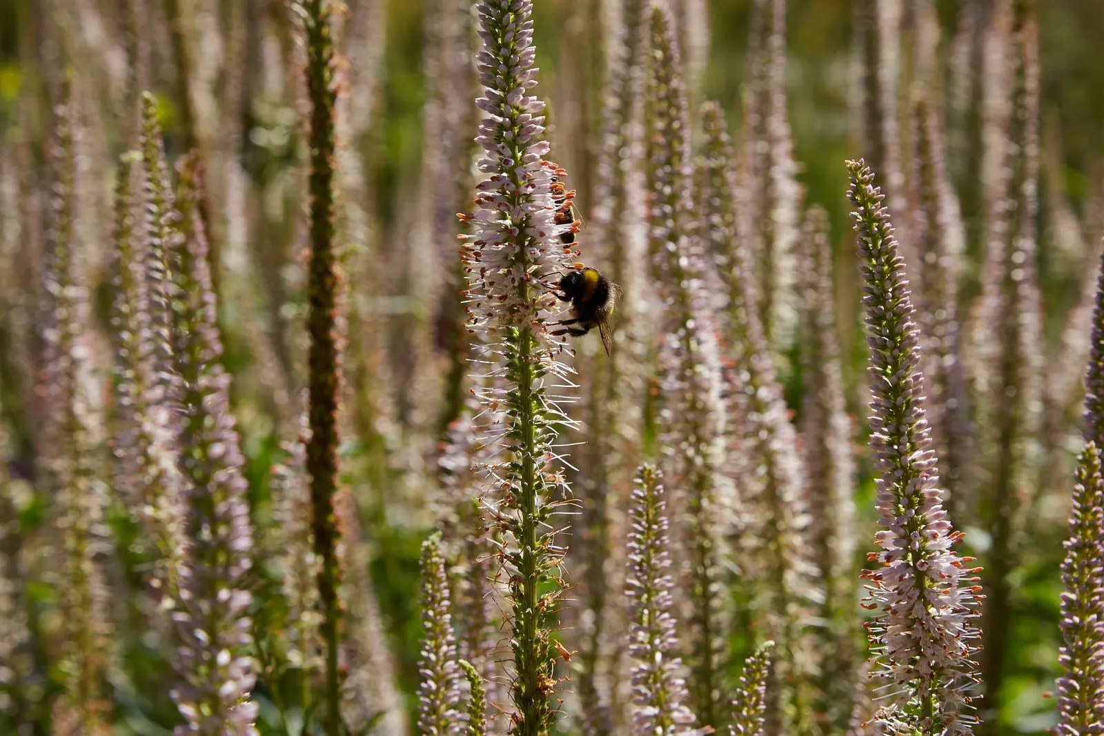 Spiked Speedwell (Veronica Spicata) — With its easy-care nature and arresting visual appeal; hardy in USDA zones 3 through 8