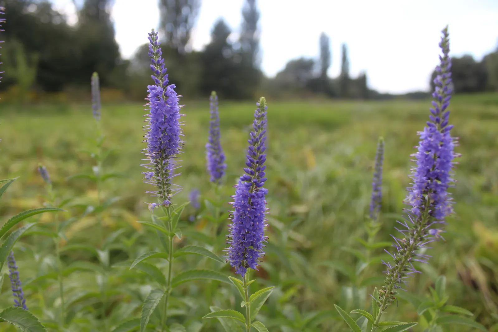 Spiked Speedwell (Veronica Spicata) — Spiked Speedwell (Veronica spicata) is a charming perennial; ideal for borders, this hardy plant prefers full, image 49
