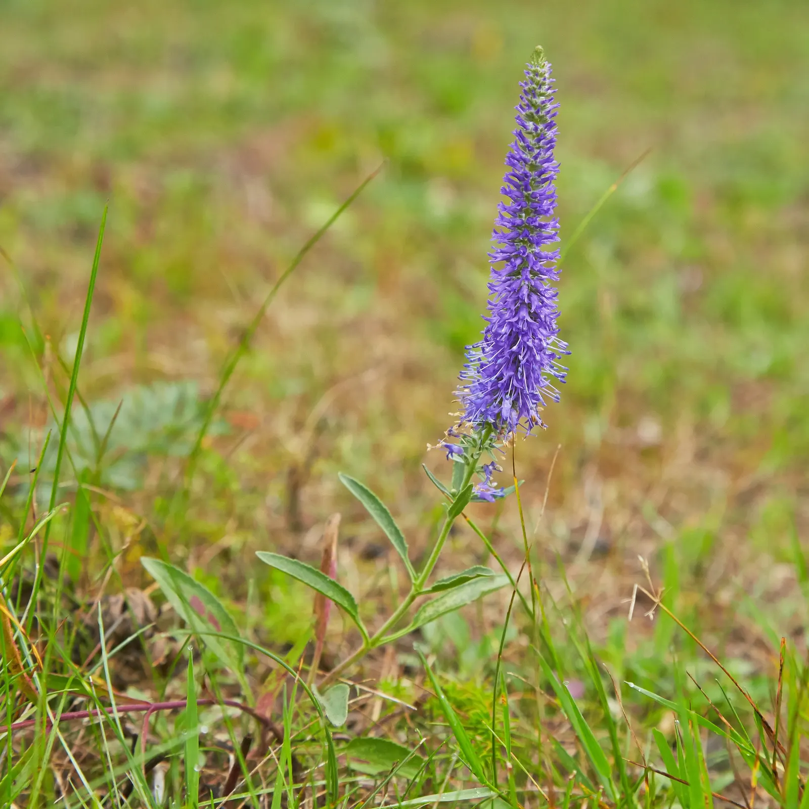 Spiked Speedwell (Veronica Spicata) — It's equally striking when interplanted with grasses or other flowering perennials that contrast its tall