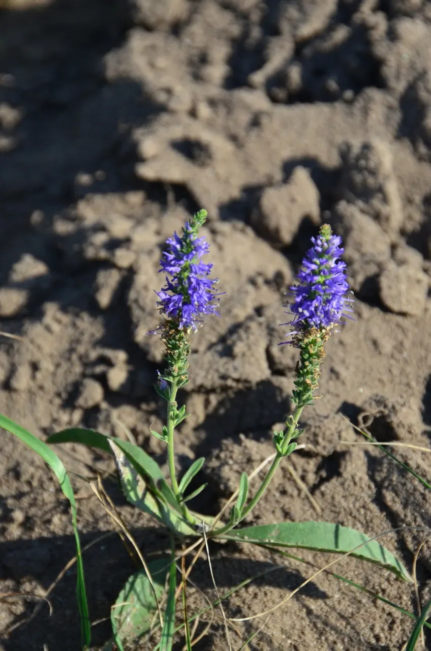 Spiked Speedwell (Veronica Spicata) — is a captivating perennial that brings striking vertical interest to any garden setting; textural backdrop that
