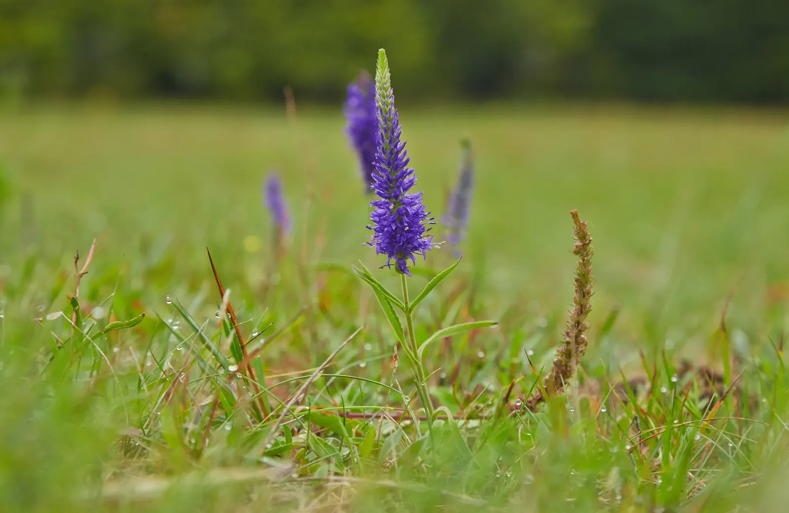Spiked Speedwell (Veronica Spicata) — With its easy-care nature and arresting visual appeal