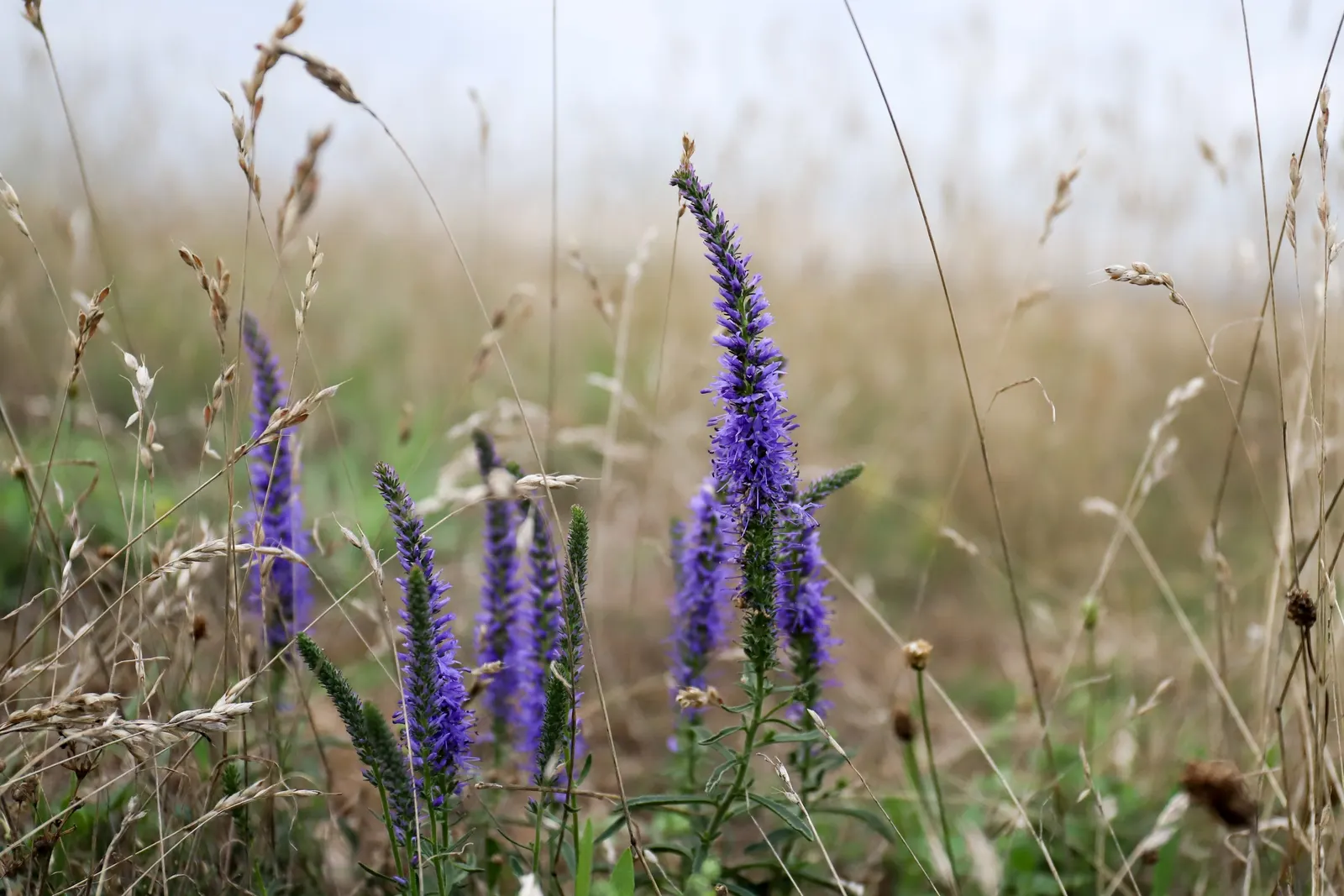 Spiked Speedwell (Veronica Spicata) — Flowering commences in early to mid-summer and persists for several weeks