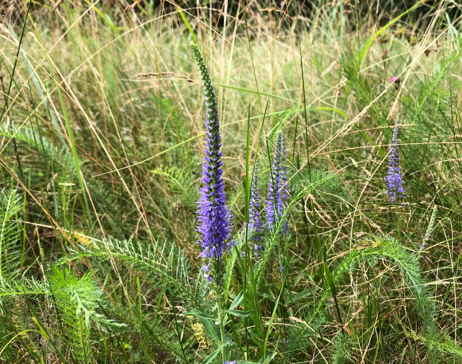 Spiked Speedwell (Veronica Spicata) — Ideal for borders, this hardy plant prefers full sun to partial shade and well-drained soil; spiked Speedwell, image 52