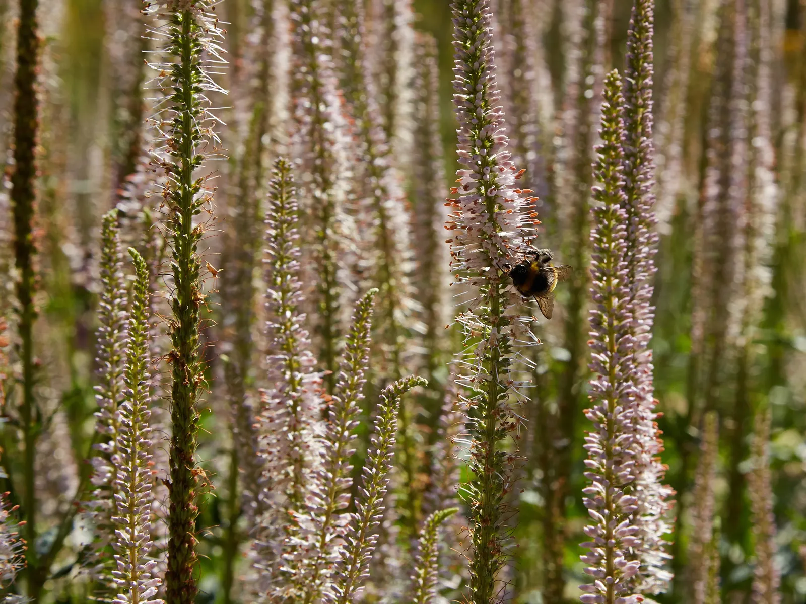 Spiked Speedwell (Veronica Spicata) — It's equally striking when interplanted with grasses or other flowering perennials that contrast its tall; lance-shaped