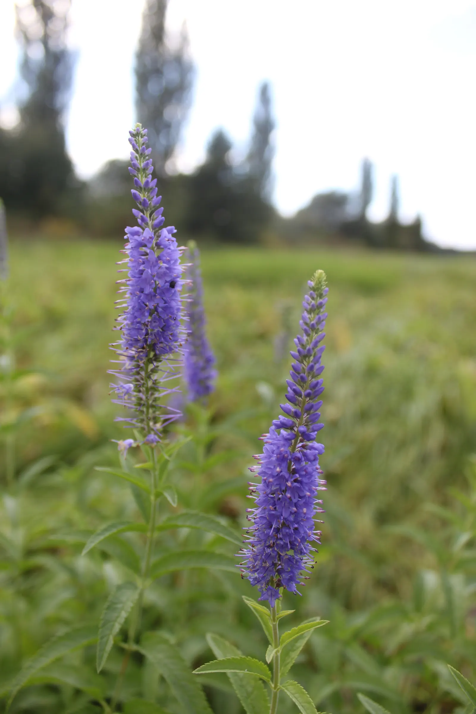 Spiked Speedwell (Veronica Spicata) — perennial with blue blooms; these leaves may grow up to 3-4 inches long and provide a lush