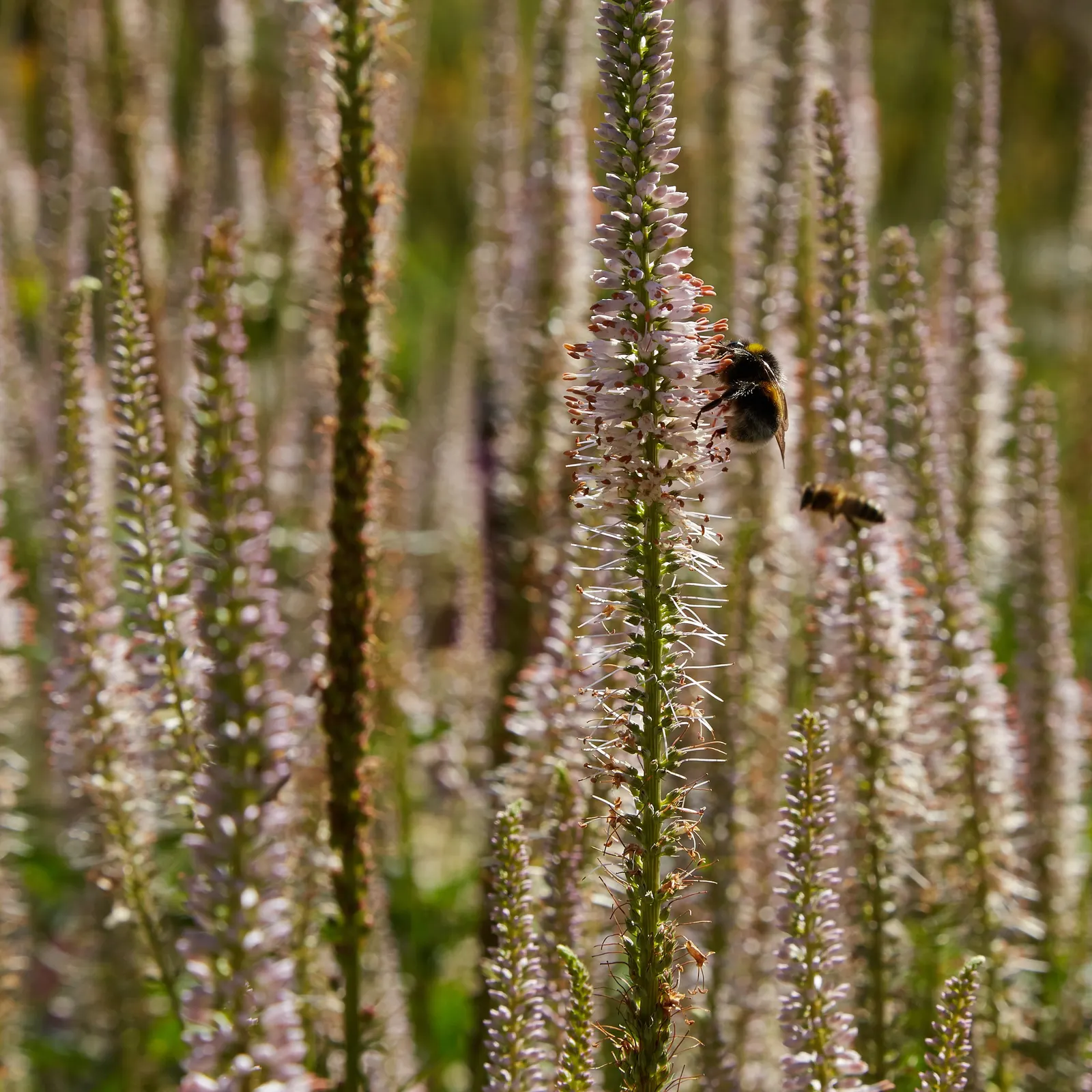 Spiked Speedwell (Veronica Spicata) — creating an elegant and upright form; requiring minimal care beyond occasional deadheading to prolong blooming and