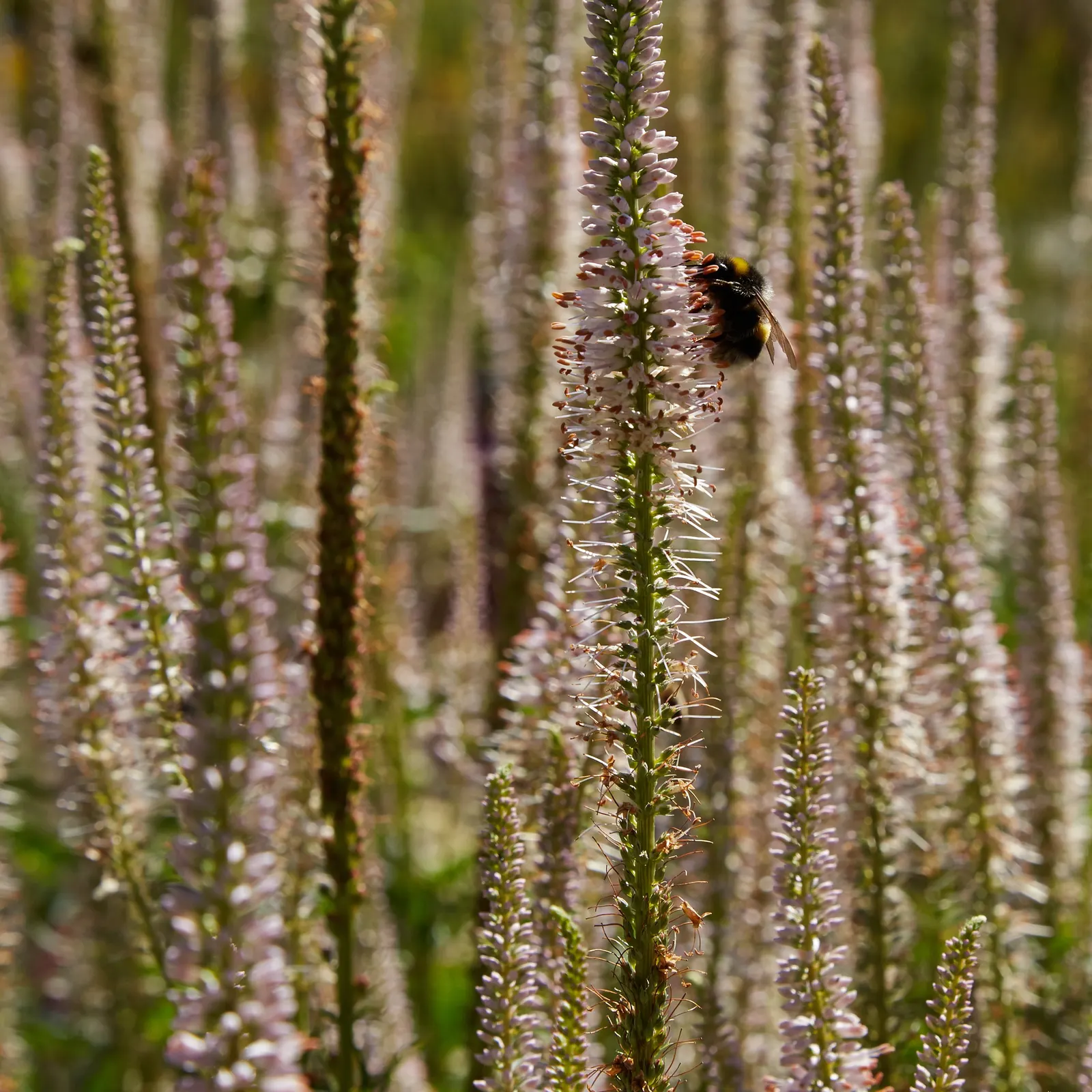 Spiked Speedwell (Veronica Spicata) — attracting a plethora of pollinators including bees and butterflies.<br><br>Its narrow; this plant can reach heights of 1