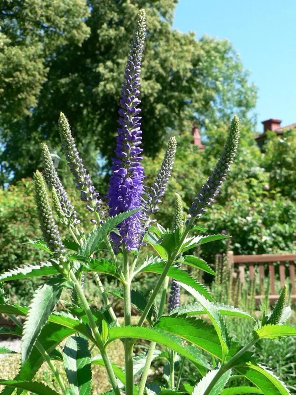 Spiked Speedwell (Veronica Spicata) — requiring minimal care beyond occasional deadheading to prolong blooming and enhance its tidy appearance