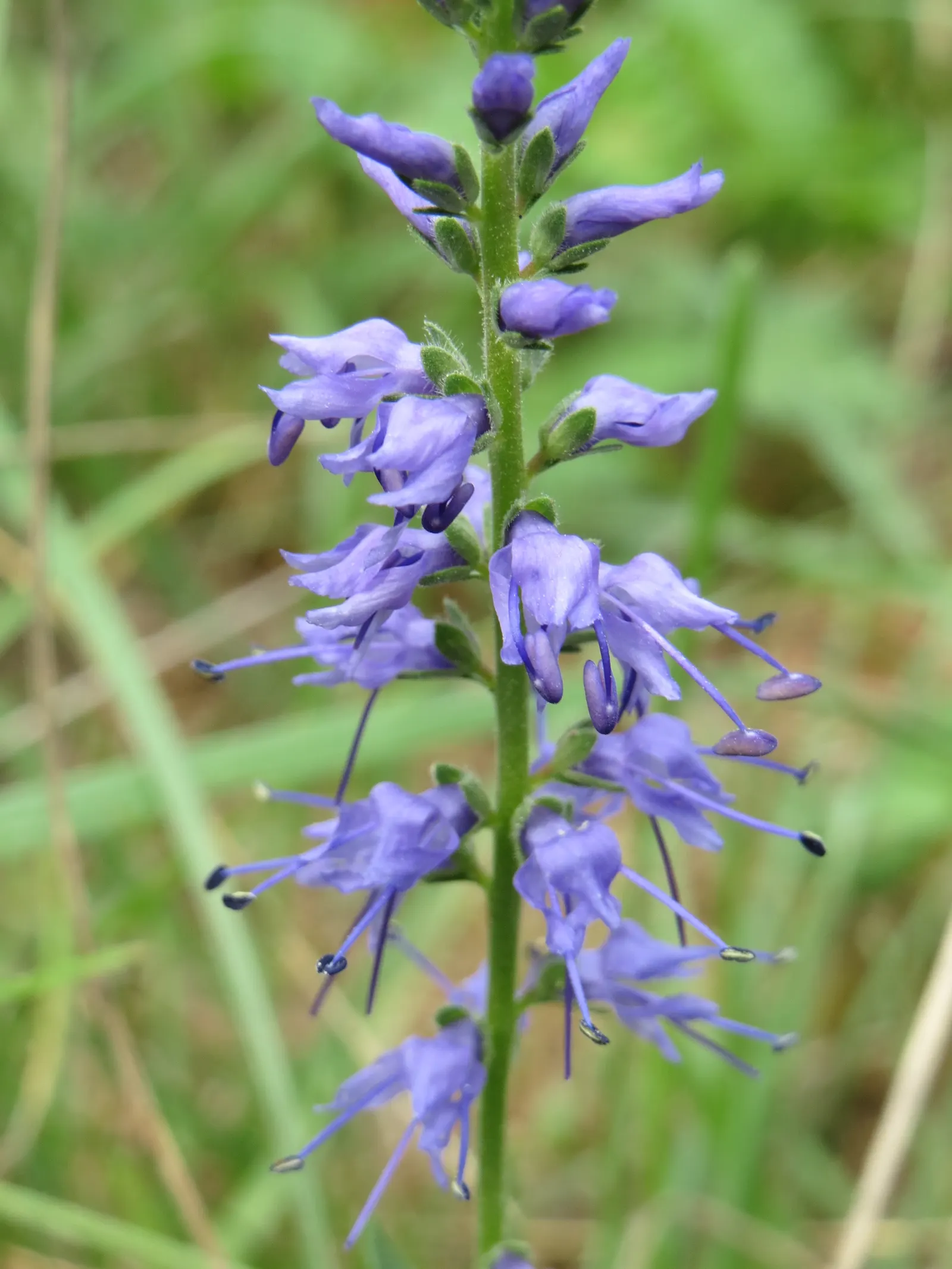 Spiked Speedwell (Veronica Spicata) — this plant can reach heights of 1 to 2 feet with a spread of approximately 1 foot; attracting a plethora of, image 57