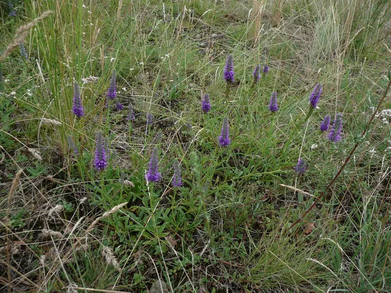 Spiked Speedwell (Veronica Spicata) — slender spikes of densely clustered