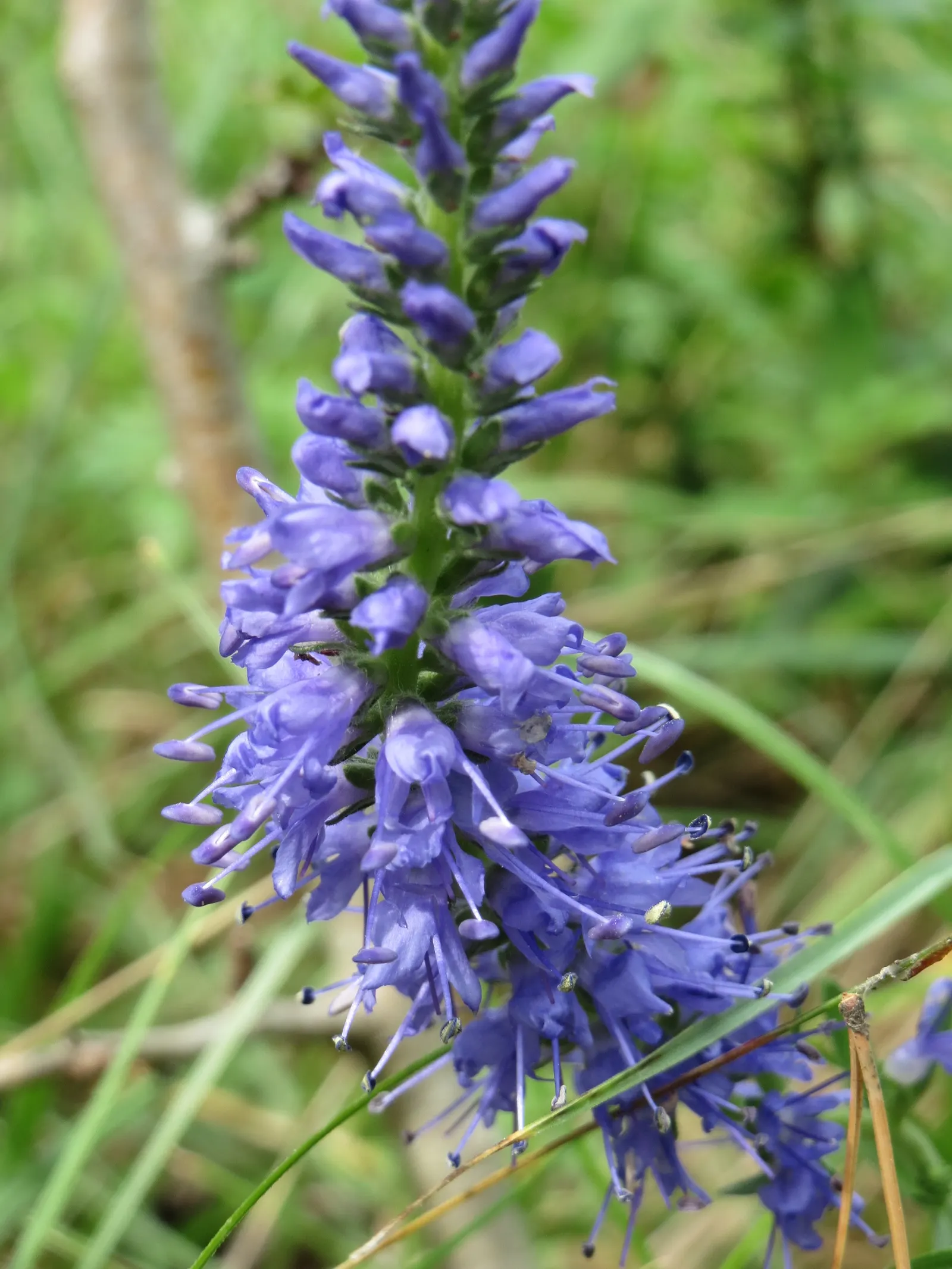 Spiked Speedwell (Veronica Spicata) — is a captivating perennial that brings striking vertical interest to any garden setting