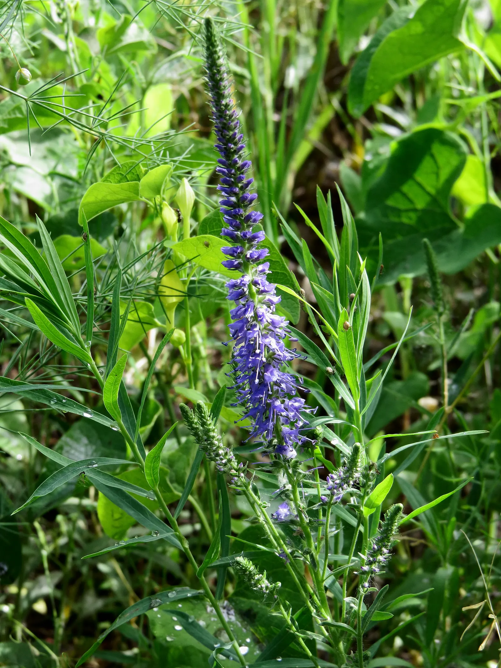 Spiked Speedwell (Veronica Spicata) — perennial for full; the Spiked Speedwell is a superb addition to the cultivated landscape