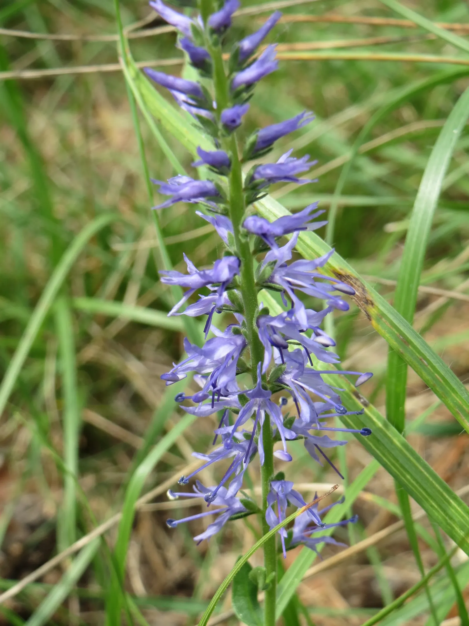 Spiked Speedwell (Veronica Spicata) — textural backdrop that accentuates the jewel-toned blossoms
