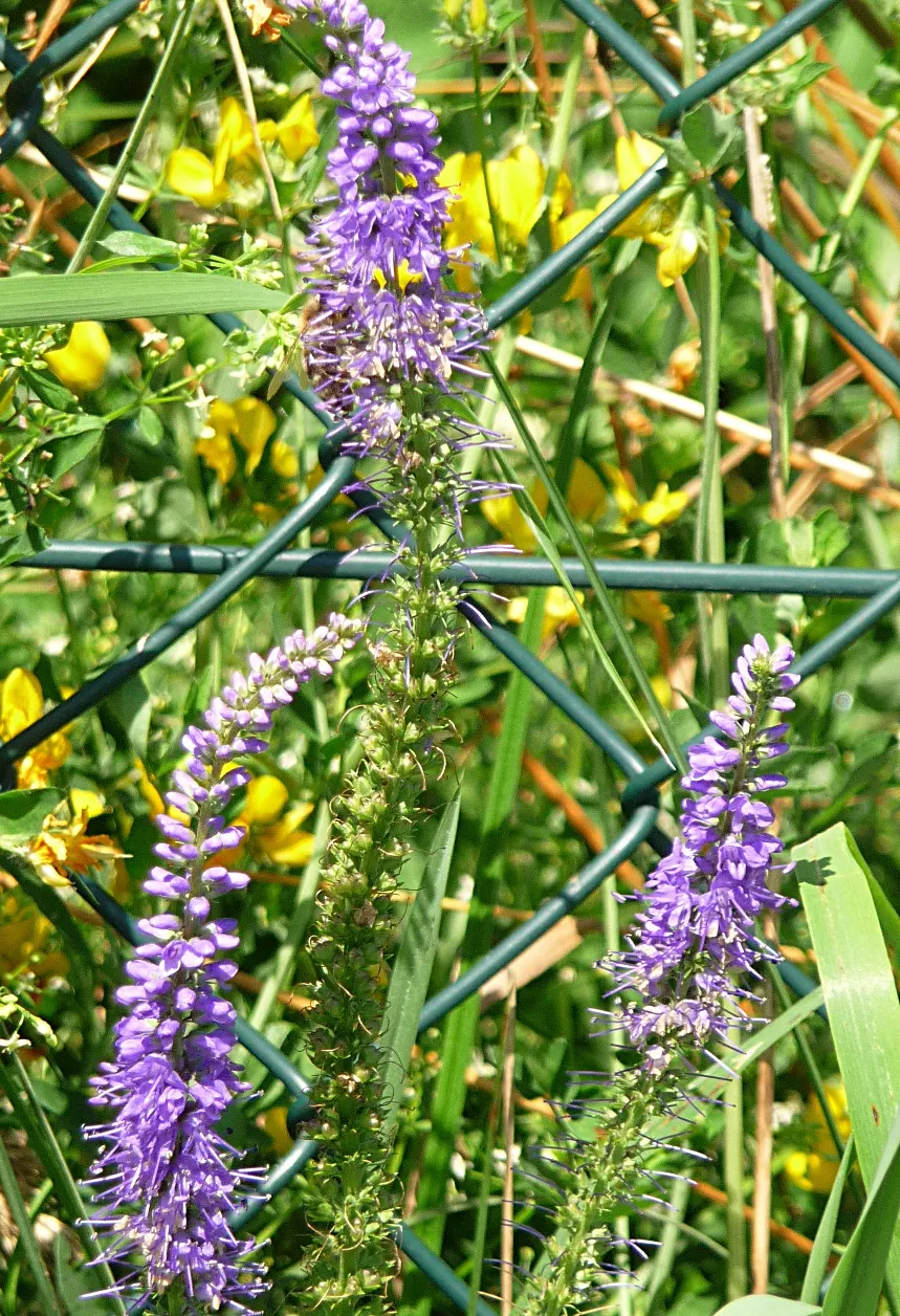 Spiked Speedwell (Veronica Spicata) — is a captivating perennial that brings striking vertical interest to any garden setting; textural backdrop, image 54