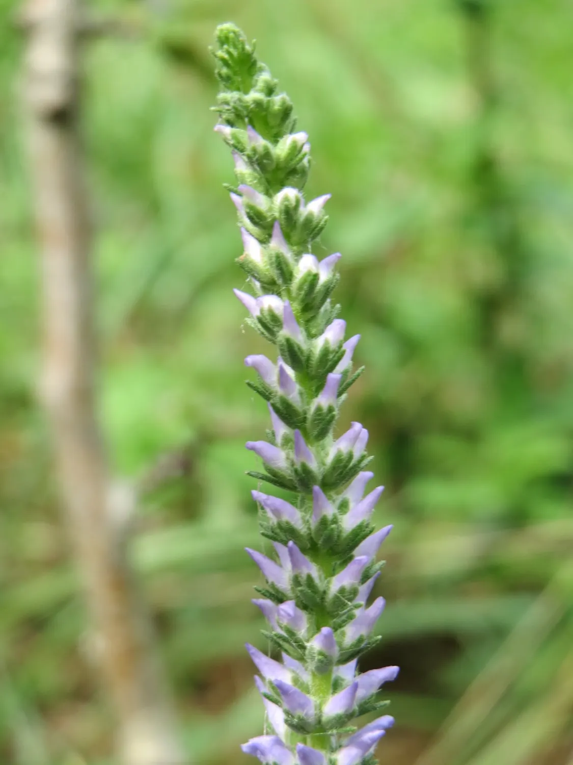 Spiked Speedwell (Veronica Spicata) — lance-shaped leaves range from mid-green to dark green and are neatly arranged in a basal rosette