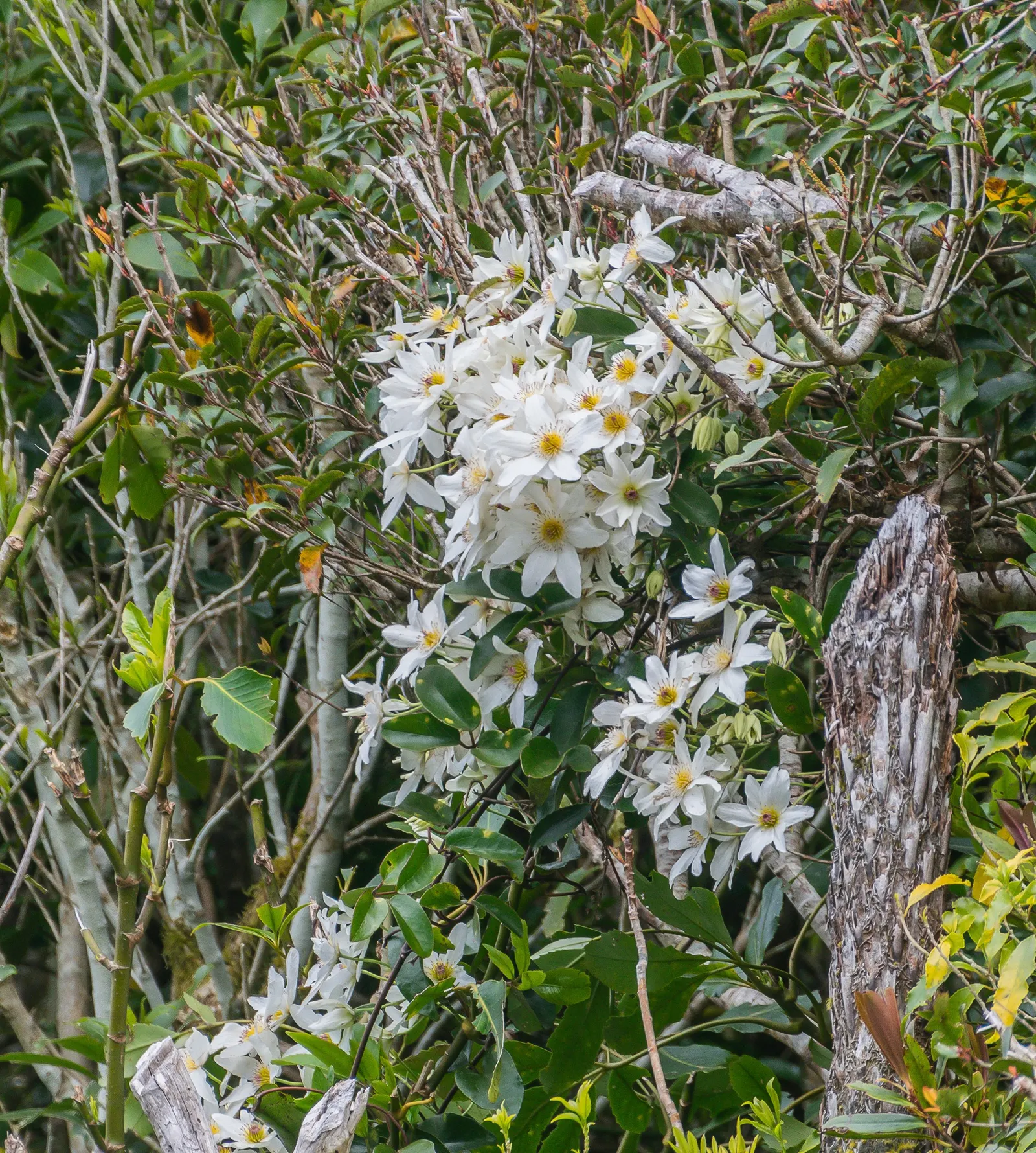 Sweet Autumn Clematis (Clematis Paniculata) — attracting a plethora of pollinators