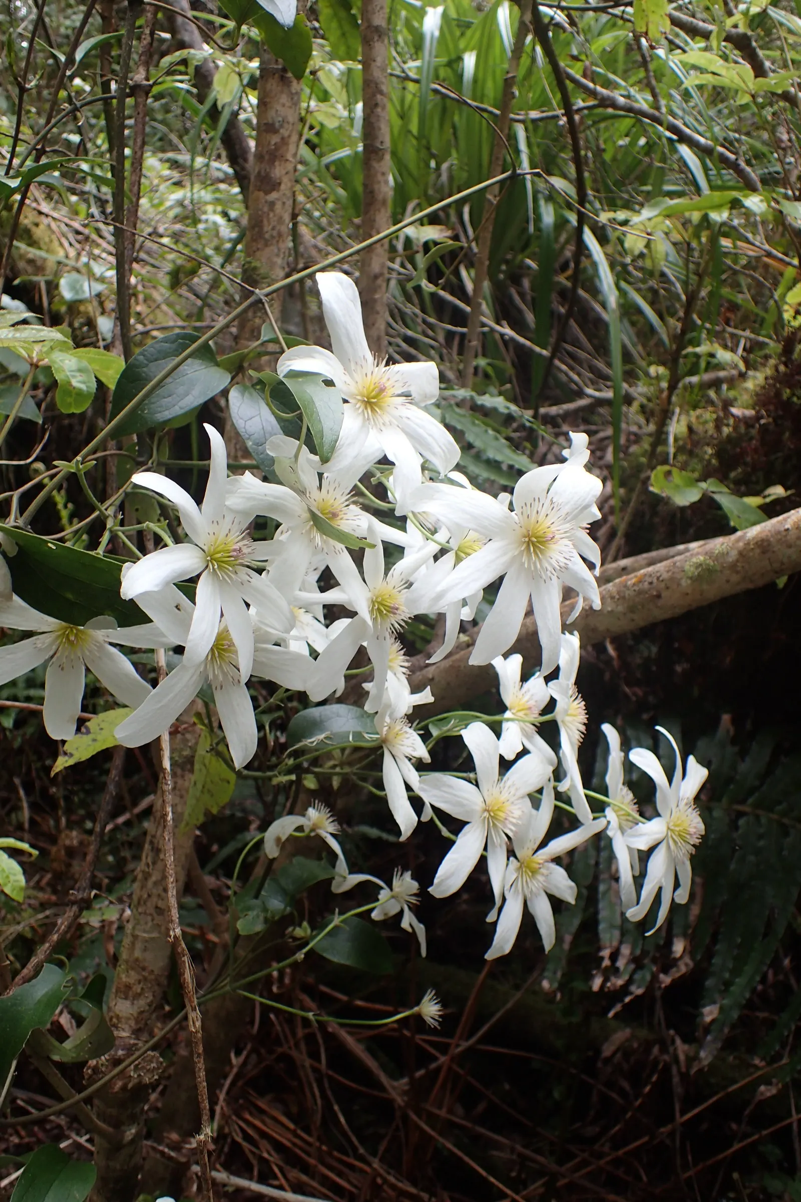 Sweet Autumn Clematis (Clematis Paniculata) — creating a cascading veil of petals
