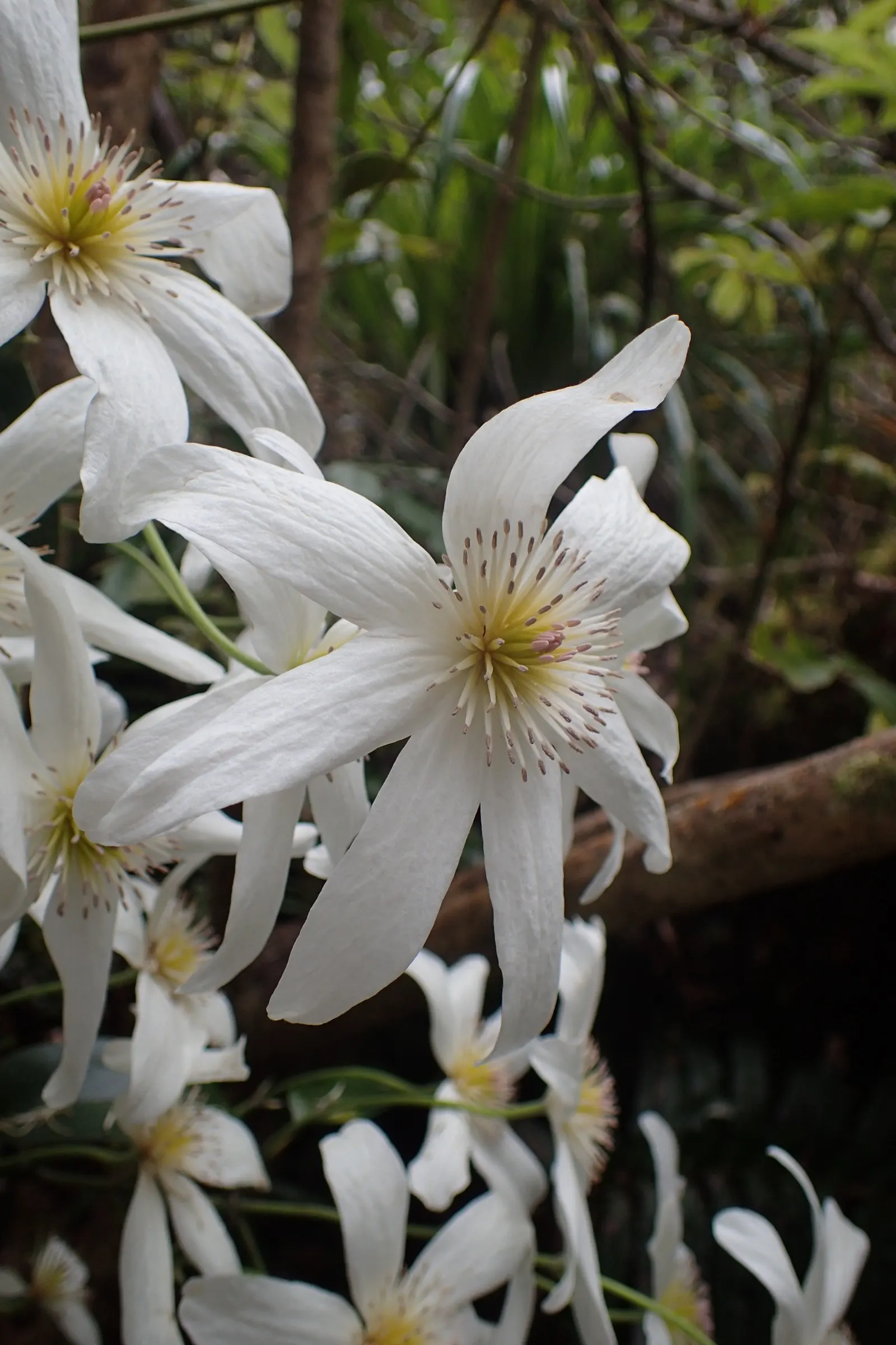 Sweet Autumn Clematis (Clematis Paniculata) — vine with white blooms