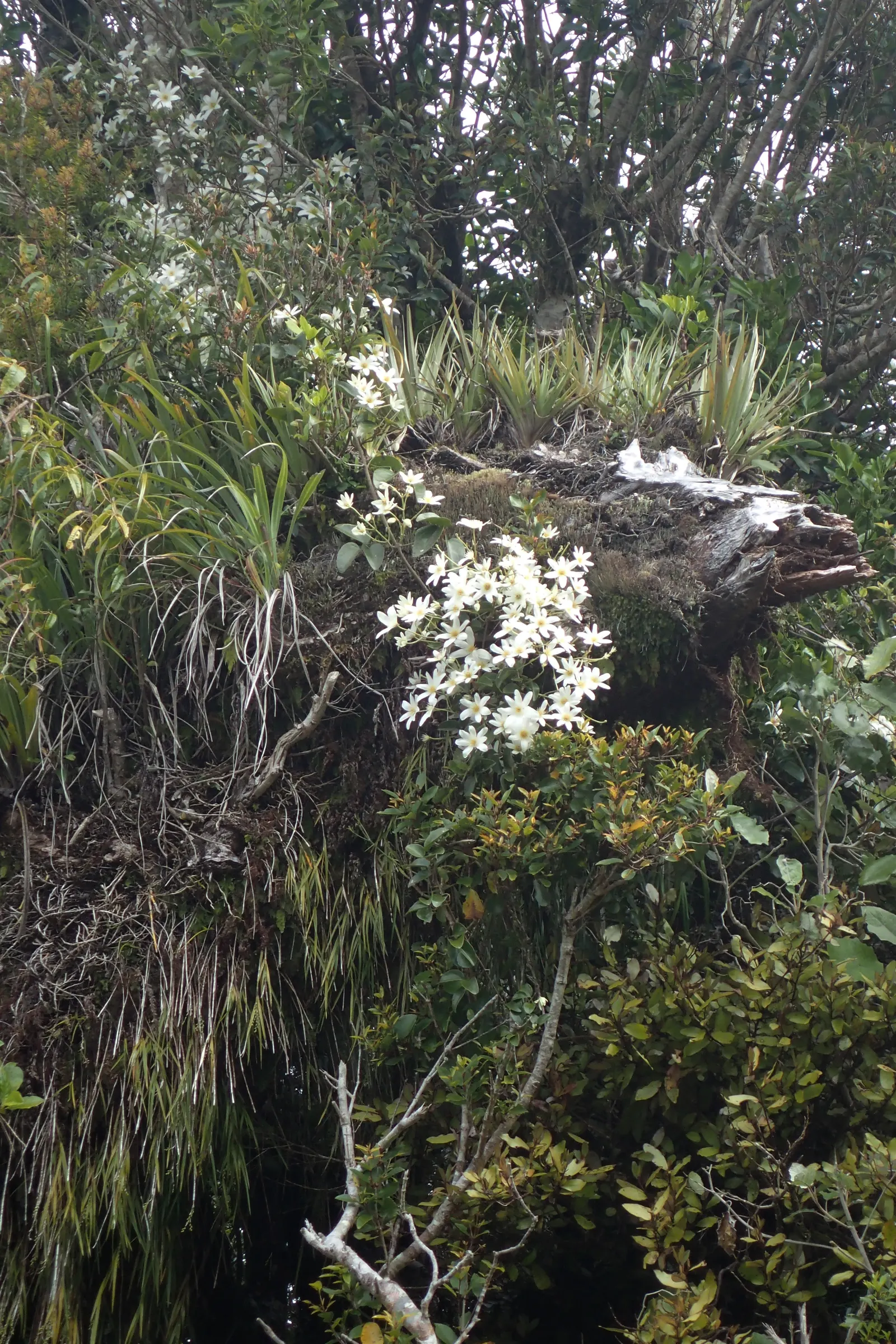 Sweet Autumn Clematis (Clematis Paniculata) — but is intolerant of waterlogged conditions.<br><br>As a landscape architect's assistant