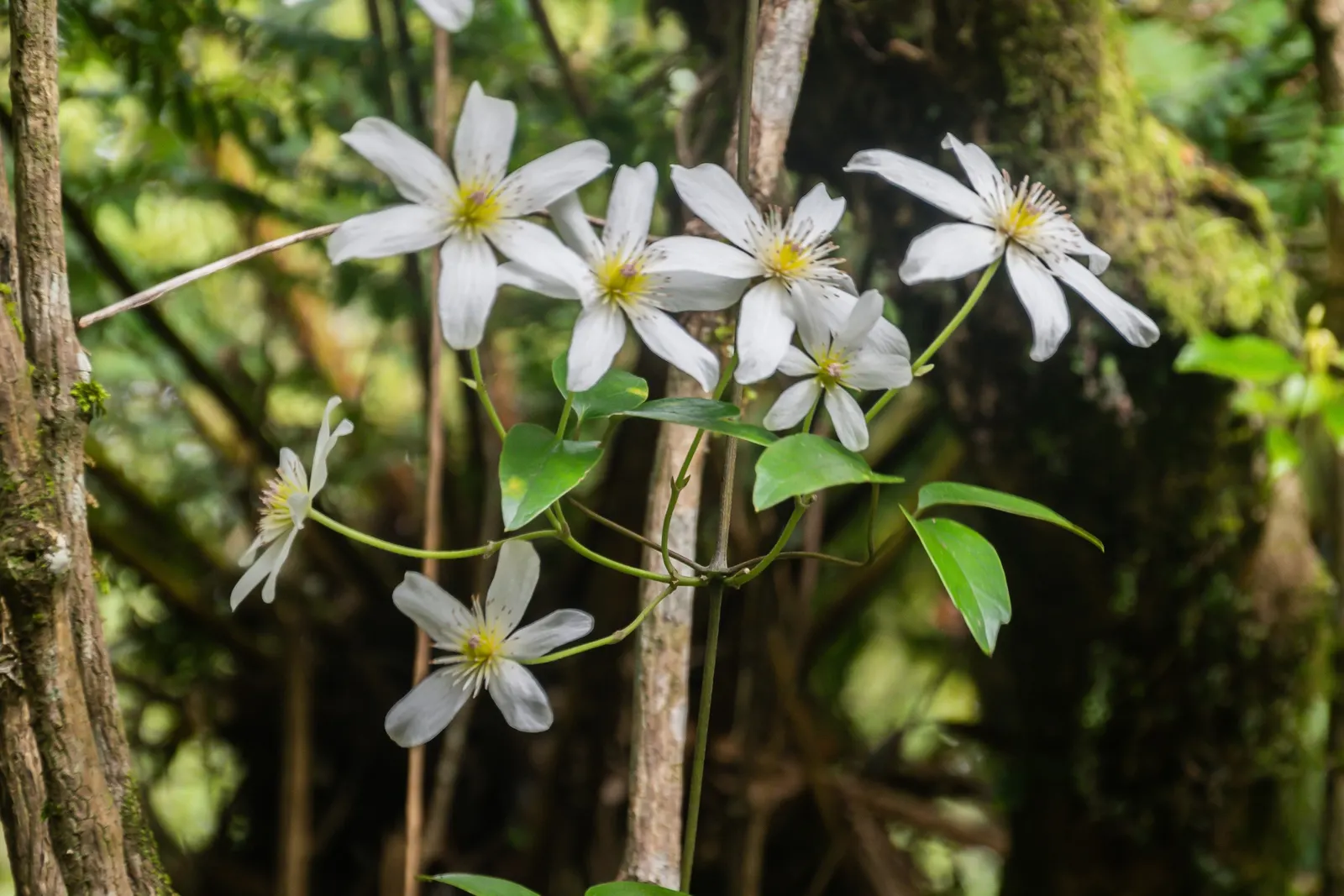 Sweet Autumn Clematis (Clematis Paniculata) — bloom in late summer to early fall